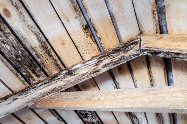Signs of Attic Mold & How You Can Prevent It