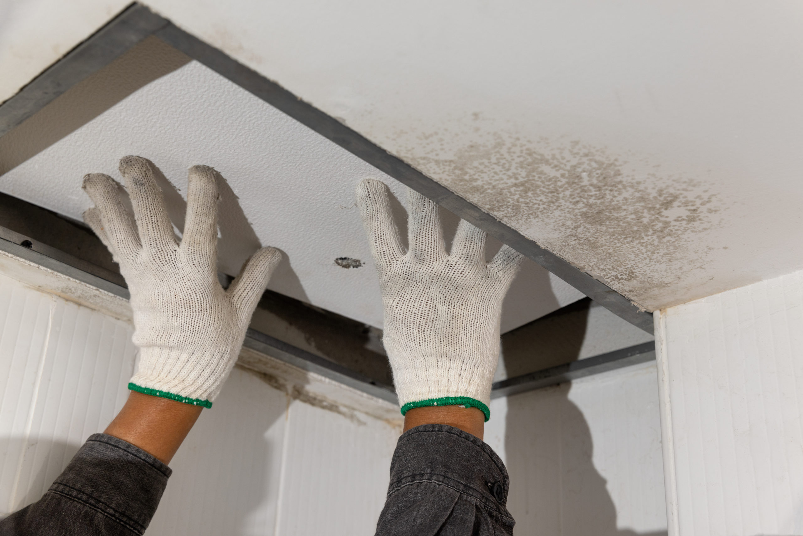 3 Common Causes of Attic Mold